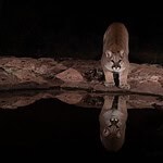 Young Cougars Spend Months Learning to Hunt