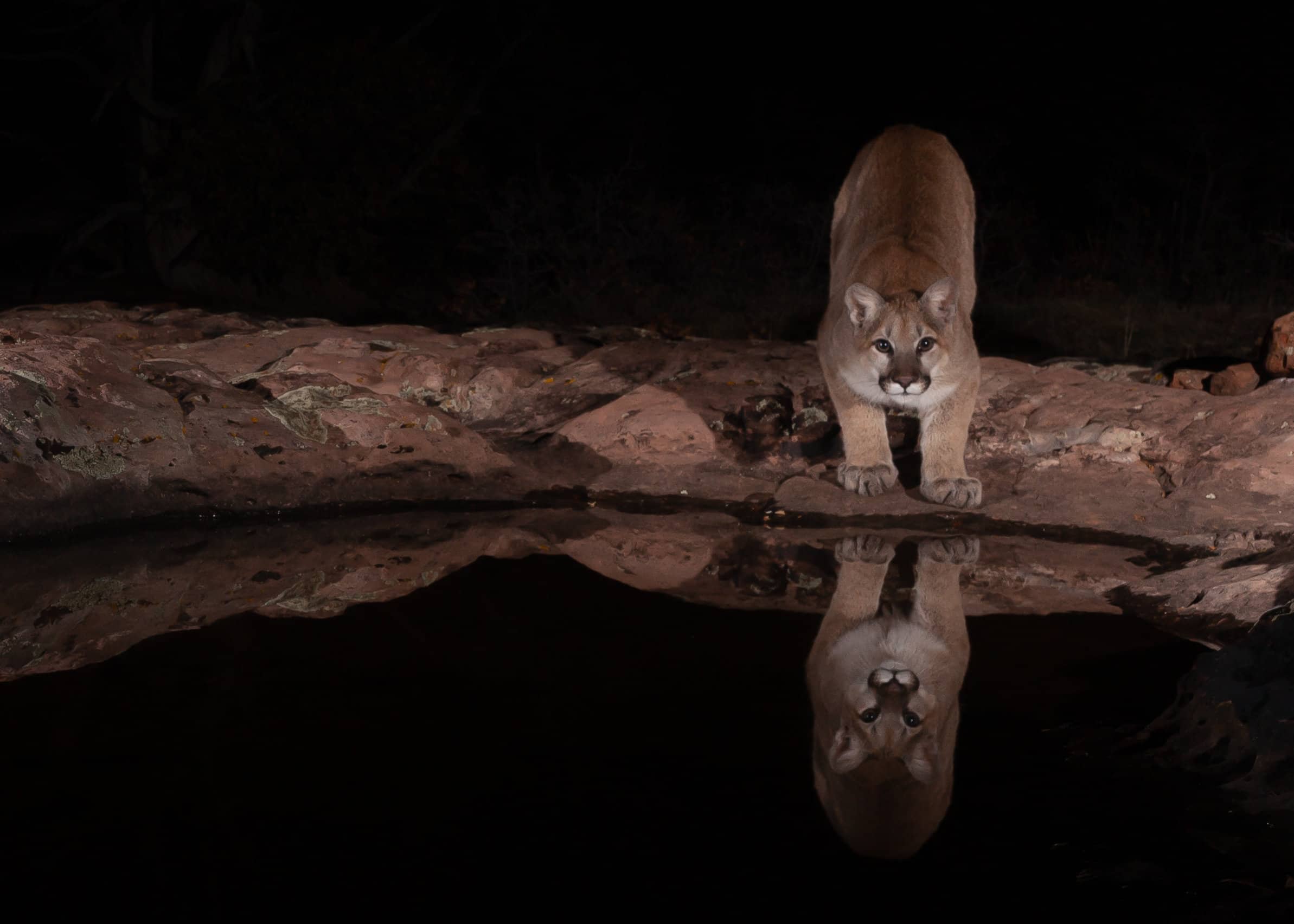 Young Cougars Spend Months Learning to Hunt