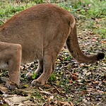 Most Mountain Lions Want Nothing to Do With People