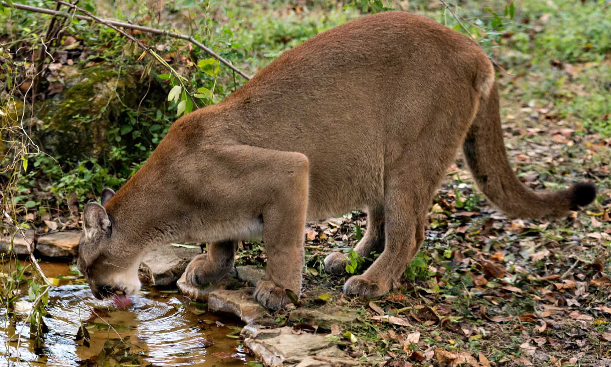 Most Mountain Lions Want Nothing to Do With People