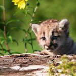 Mountain Lion Kittens Grow Surprisingly Fast