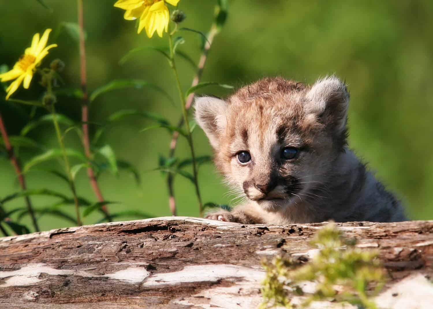 Mountain Lion Kittens Grow Surprisingly Fast