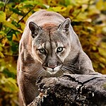 The Largest Mountain Lion Ever Recorded Was Bigger Than Most People Realize