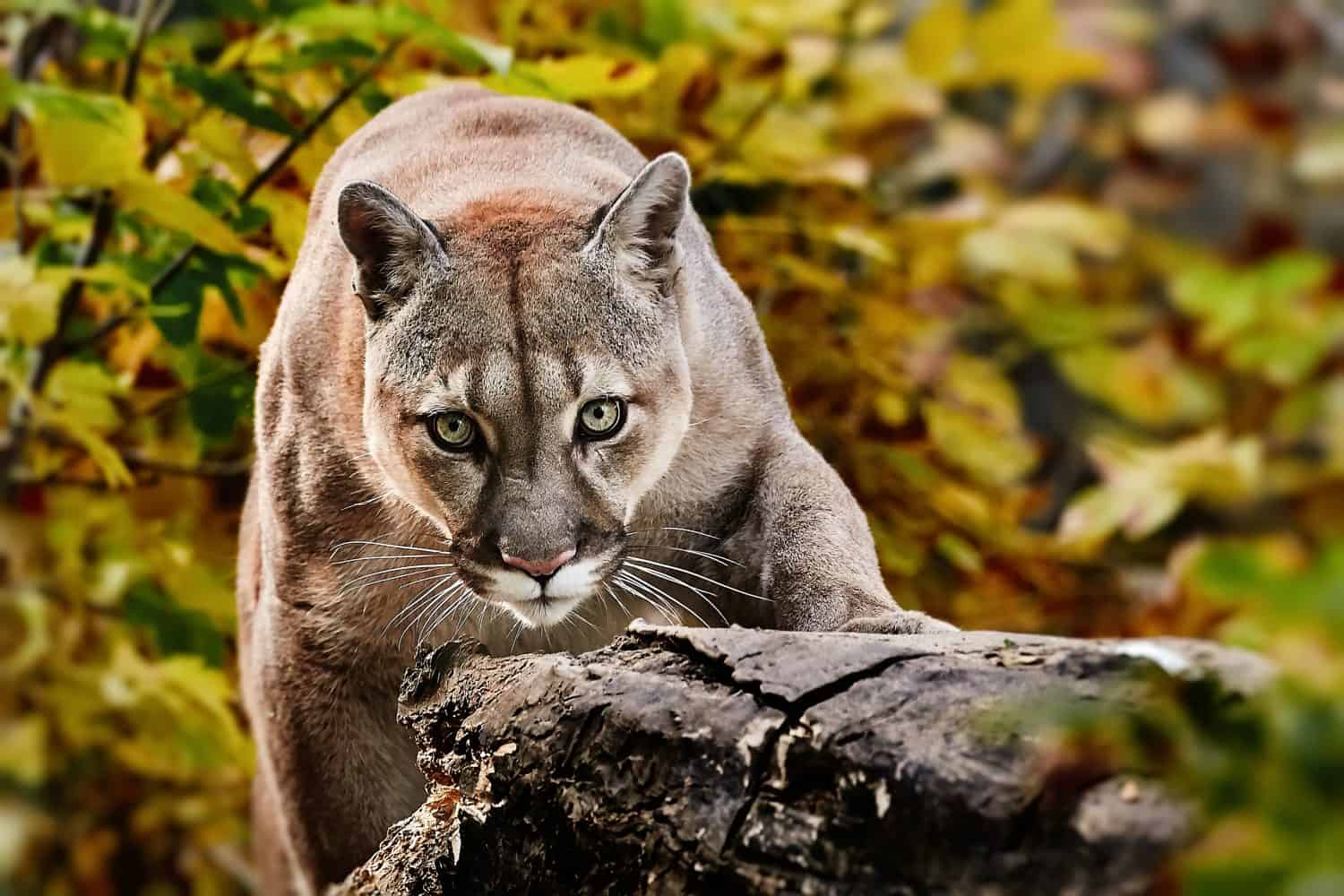 The Largest Mountain Lion Ever Recorded Was Bigger Than Most People Realize