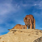 Mountain Lions Can Adapt to Almost Any Landscape