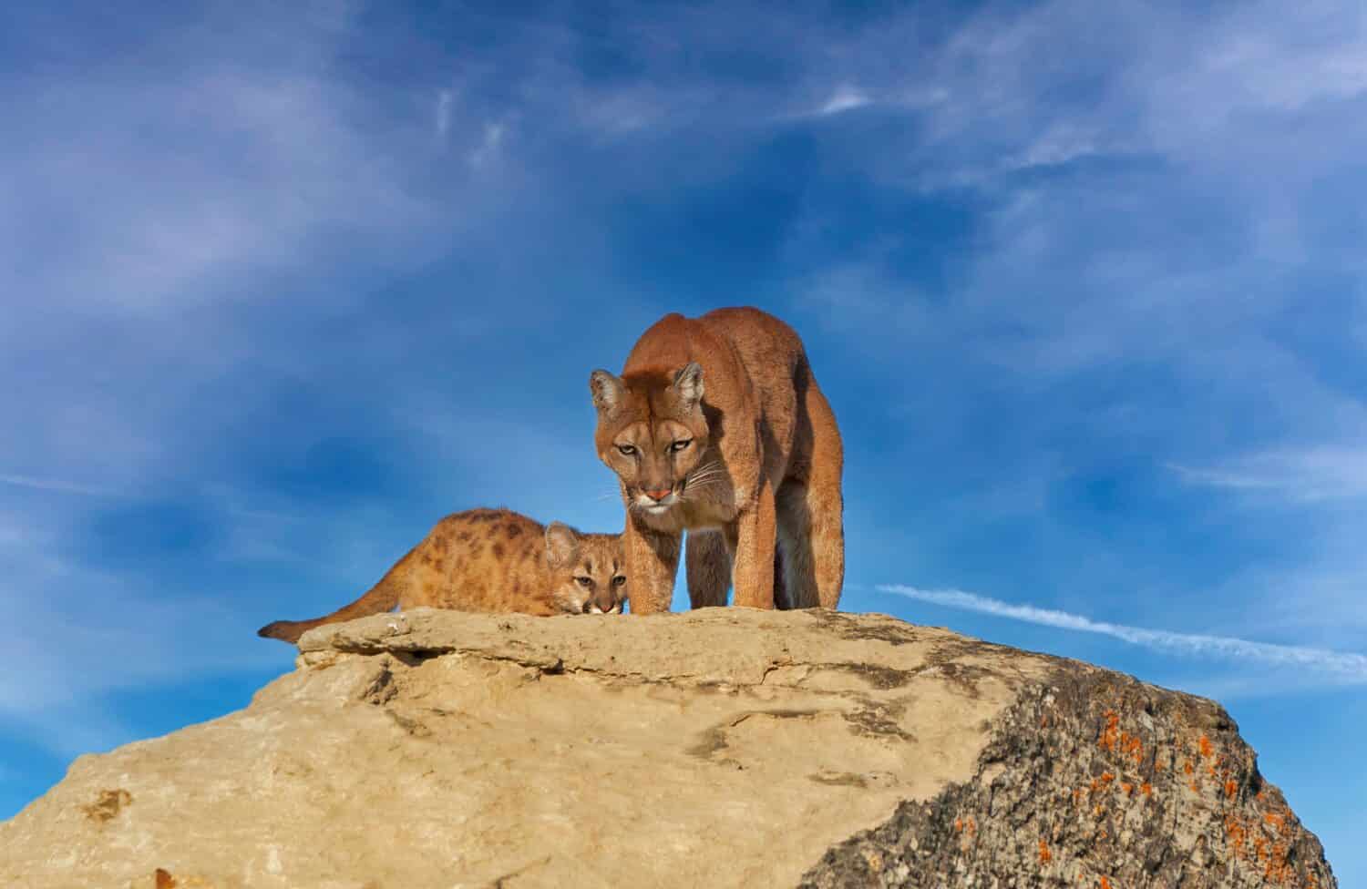 Mountain Lions Can Adapt to Almost Any Landscape