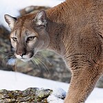 Northern Cougars Often Grow Larger