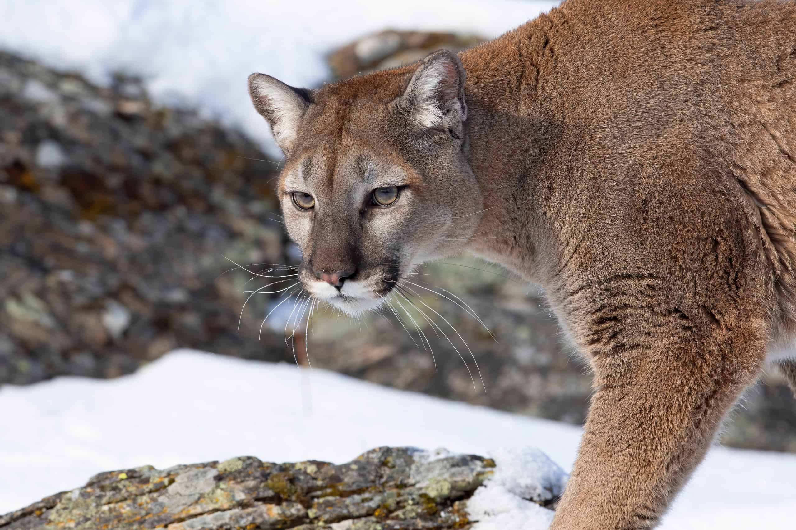 Northern Cougars Often Grow Larger