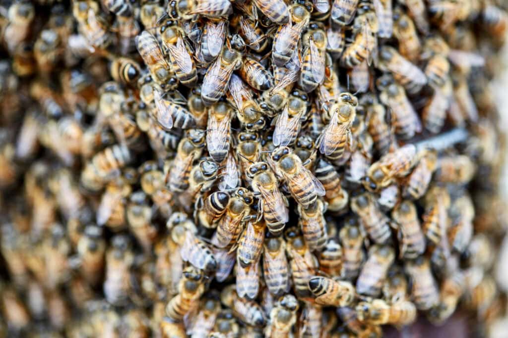 Large swarm of Africanized Bees on a Fence