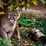 Cougars Hide Their Kills and Return Later