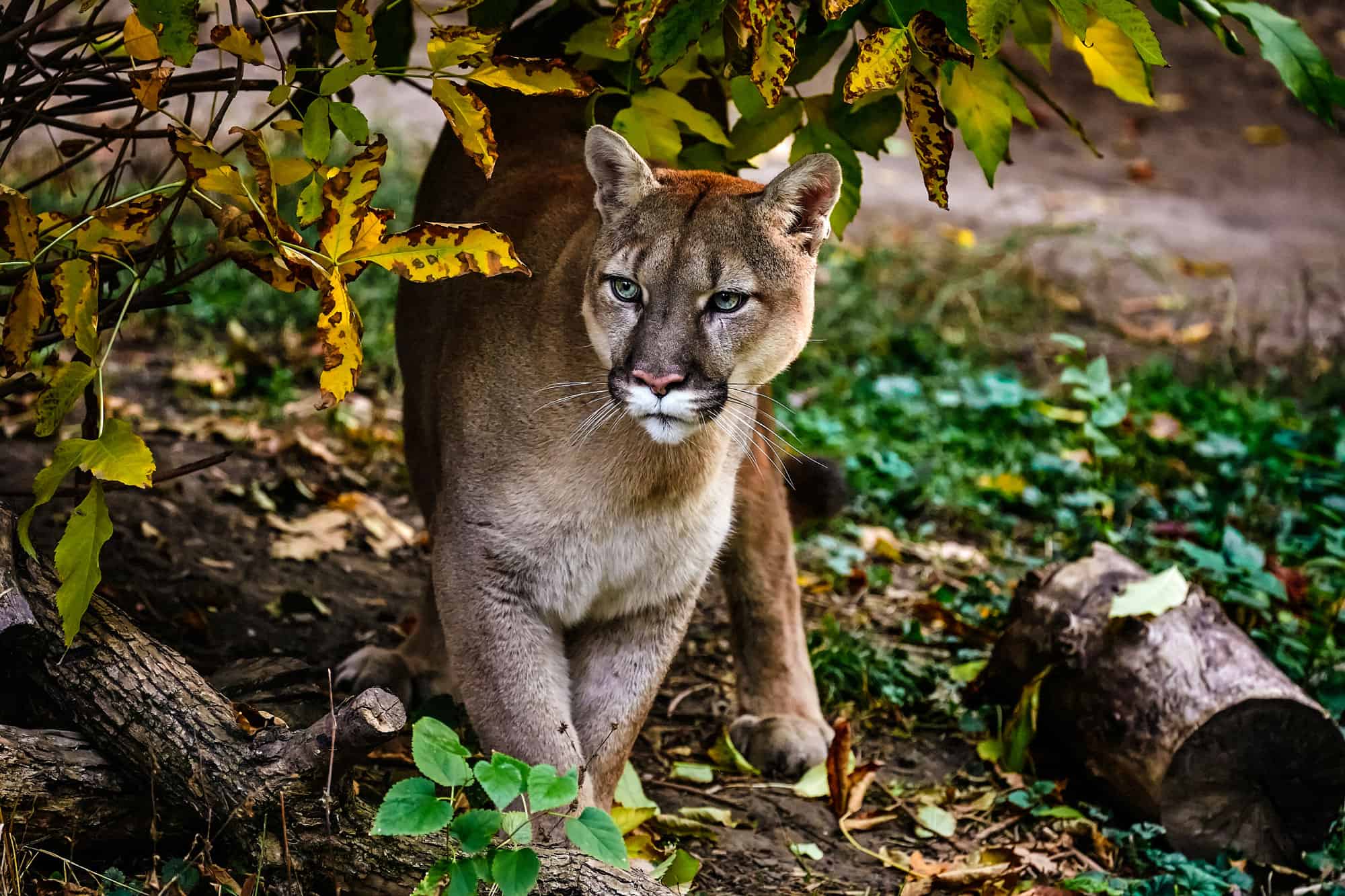 Cougars Hide Their Kills and Return Later