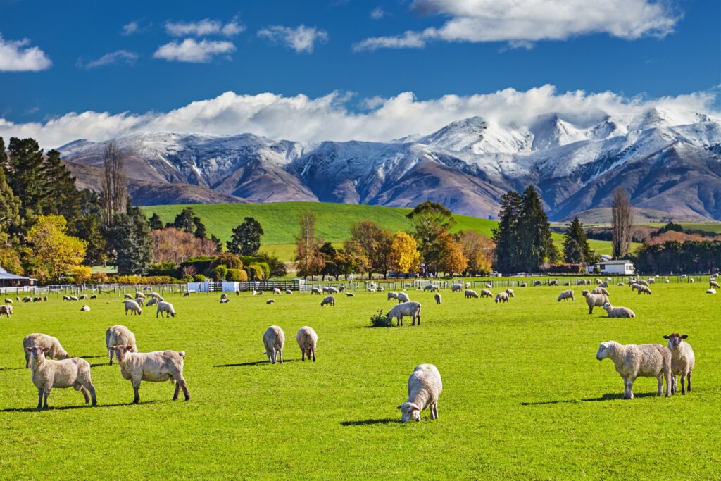 Landscape with snowy mountains and green field with grazing sheep, South Island, New Zealand