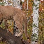 Adult Males May Roam Hundreds of Square Miles