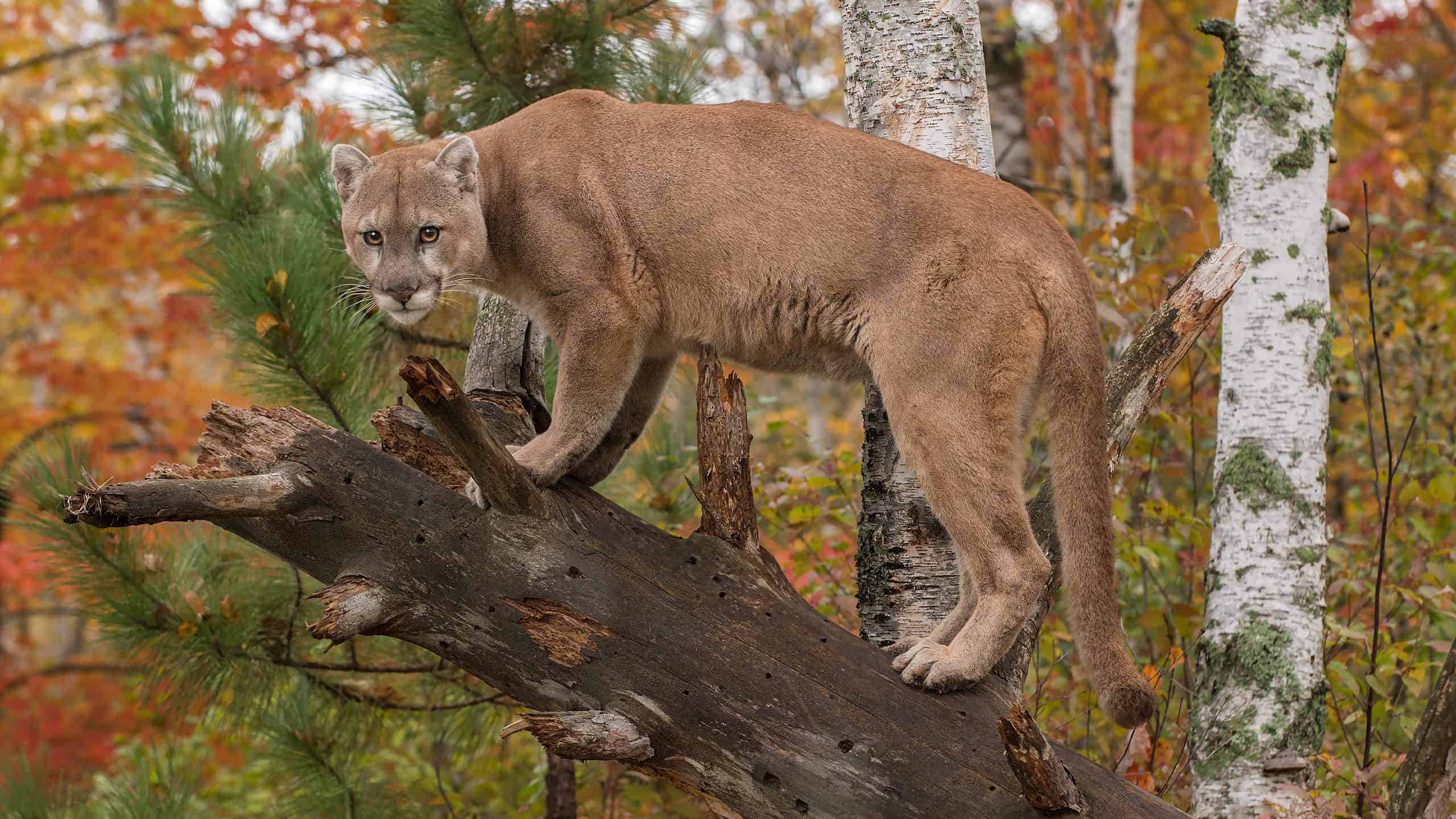 Adult Males May Roam Hundreds of Square Miles