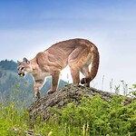 Several Factors Determine a Cougar’s Size