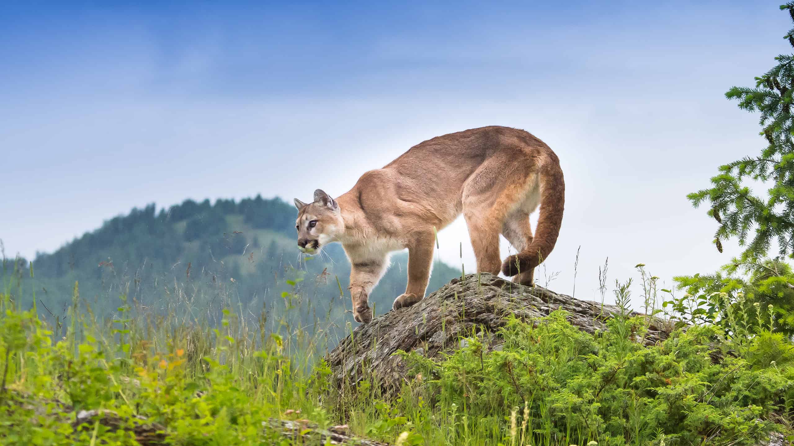 Several Factors Determine a Cougar’s Size