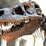 T. Rex Was Closer in Time to Humans Than to Stegosaurus