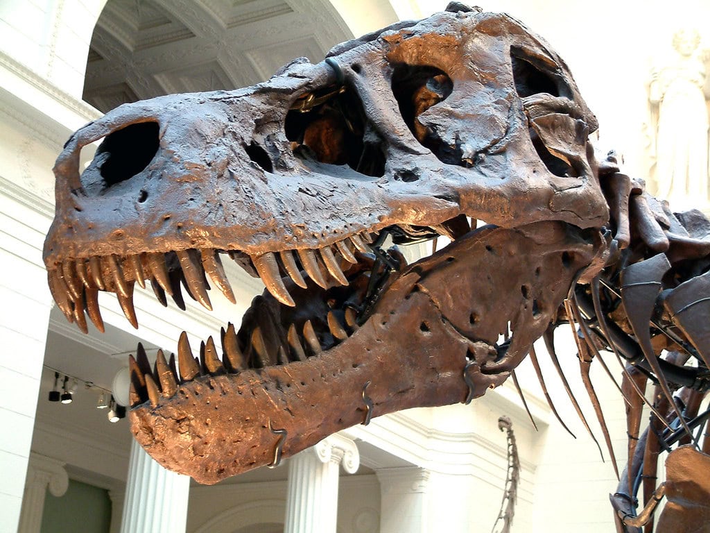 T. Rex Was Closer in Time to Humans Than to Stegosaurus