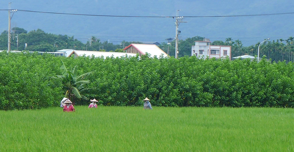rural taiwan 3