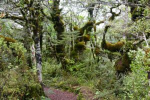 Middle Earth Tongariro National park Bush