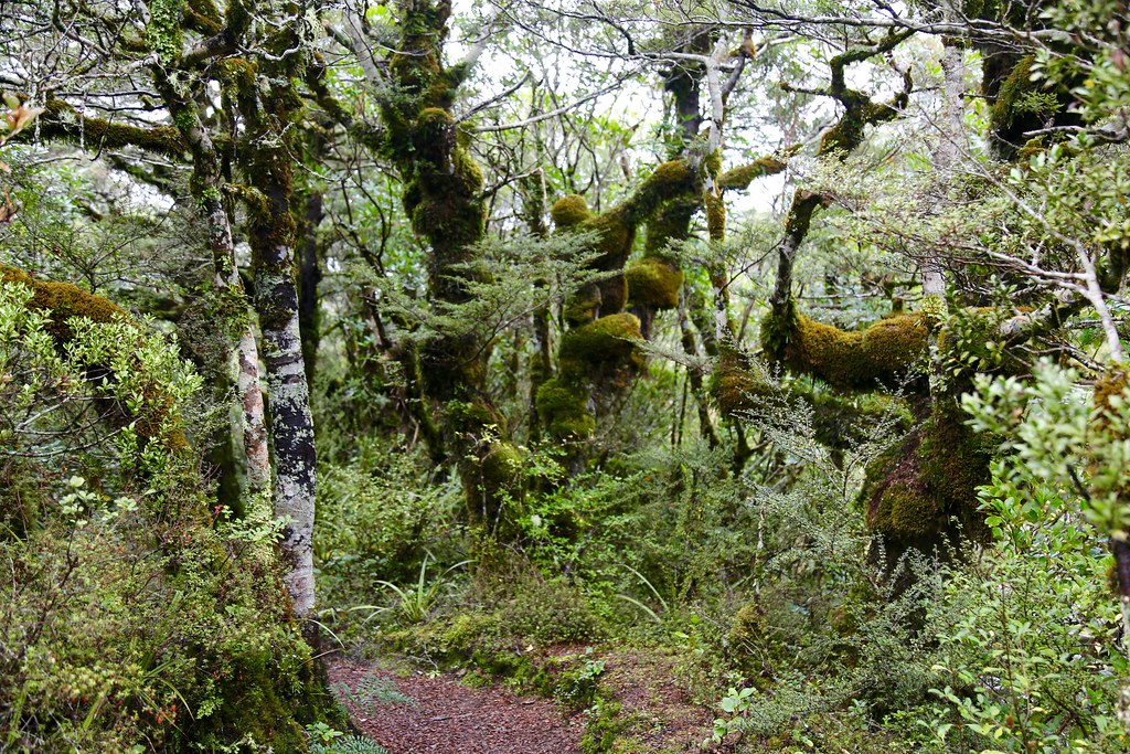 Middle Earth Tongariro National park Bush