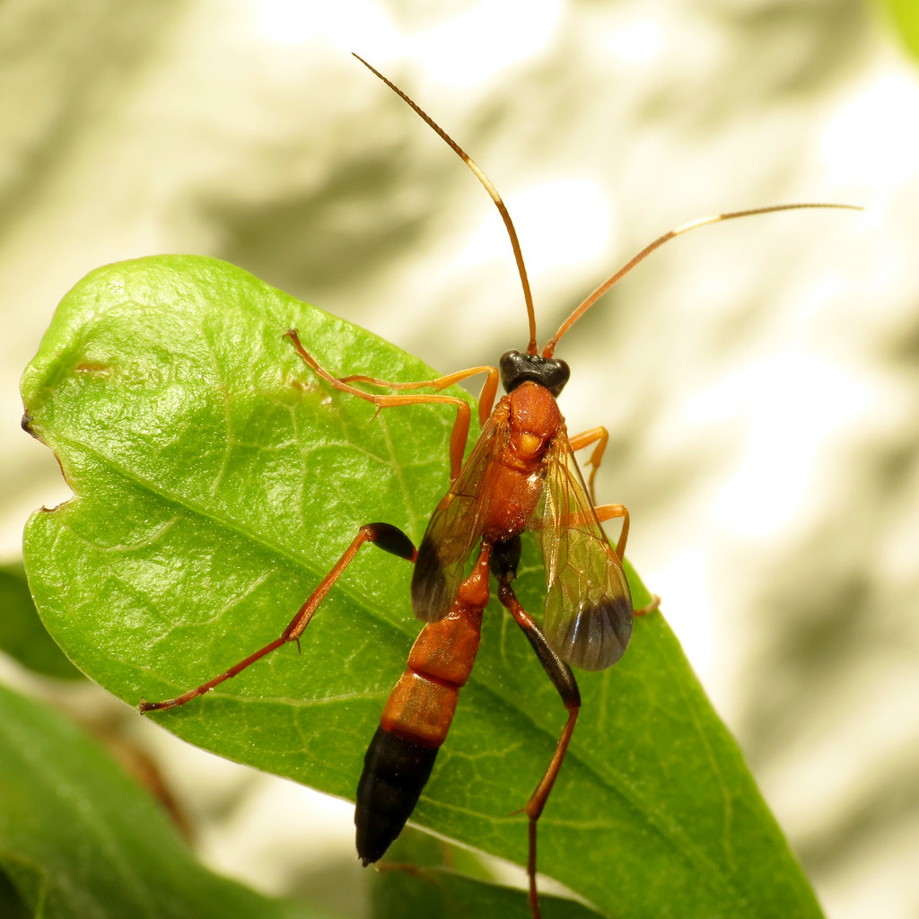 Parasitic Wasp