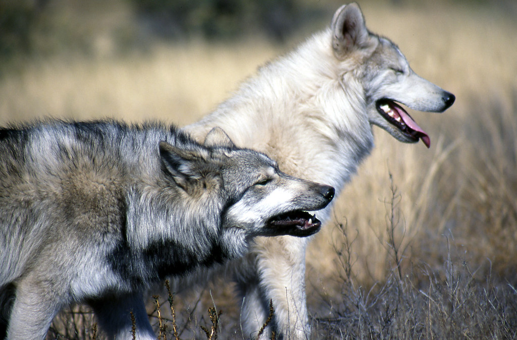 Two Grey Wolves