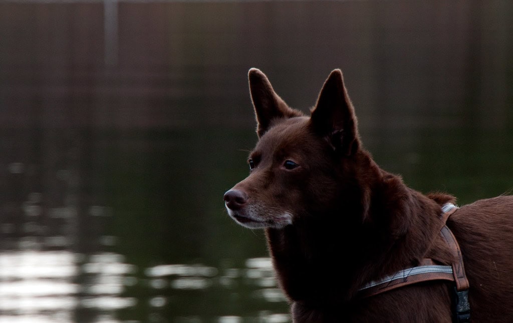 Australian Kelpie