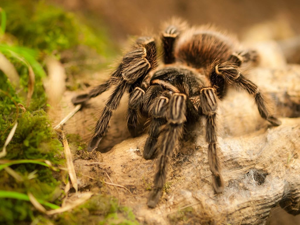 Brazillian Fire Leg Tarantula