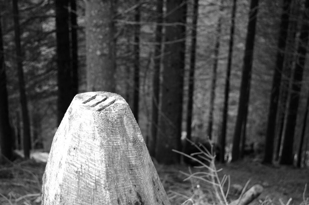 Black and white picture of a trunk with symbols carved on it in the woods. Trees and forest in Backround.
