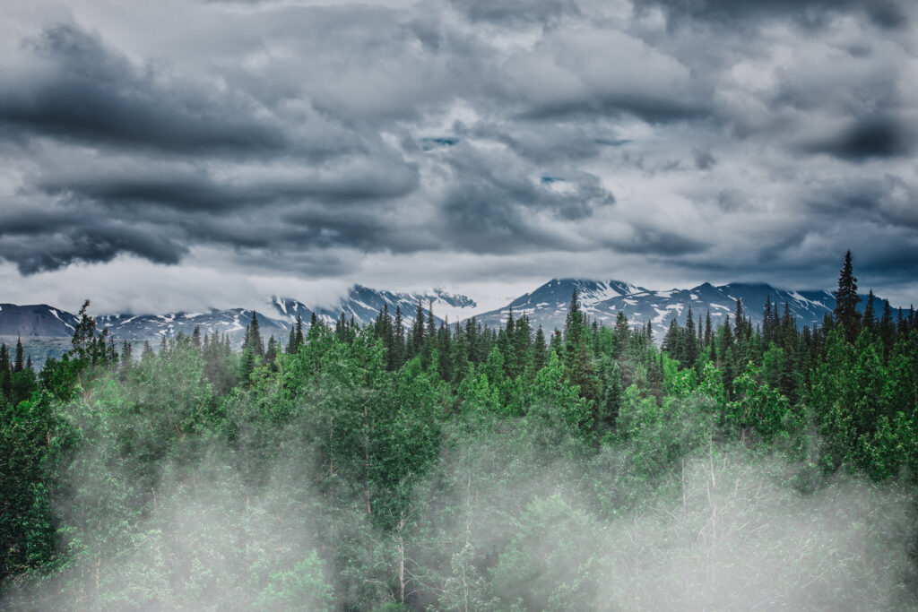 Endless Alaskan forest and wilderness