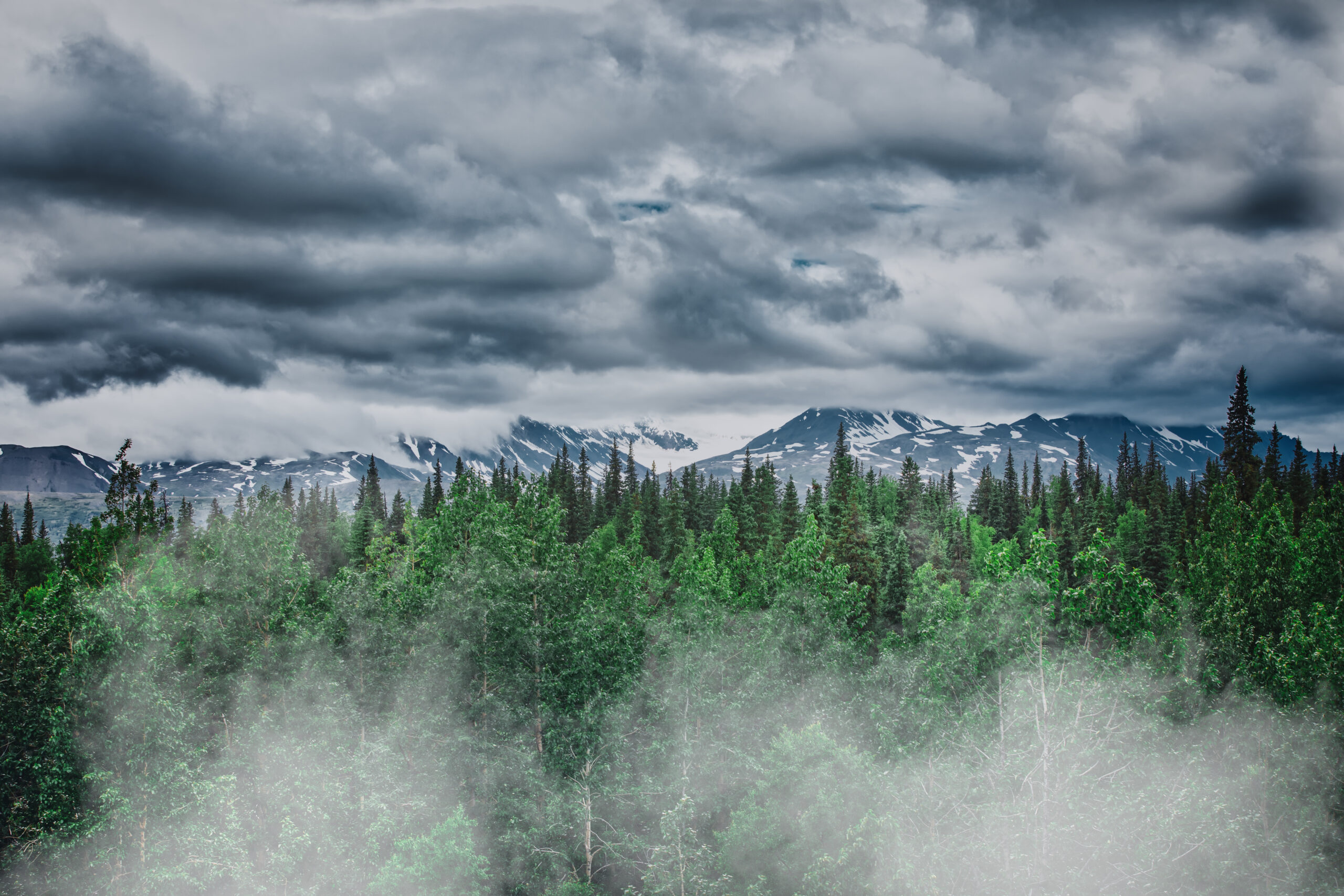 Endless Alaskan forest and wilderness