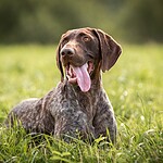 German Shorthaired Pointer