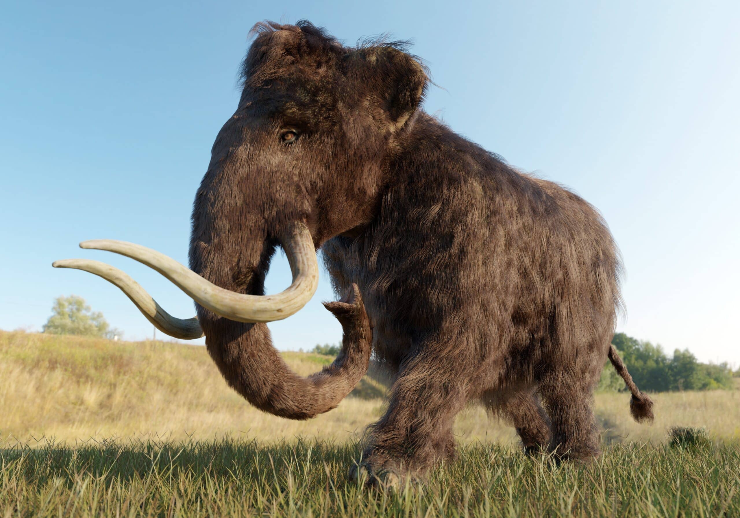 Woolly Mammoths Were Alive When the Great Pyramid Was Built