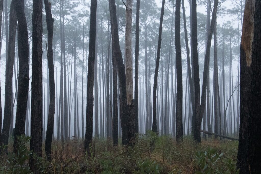 Woods on a foggy morning after the rain with trees reflecting in puddle