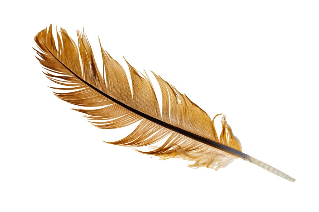 brown feathers on white background
