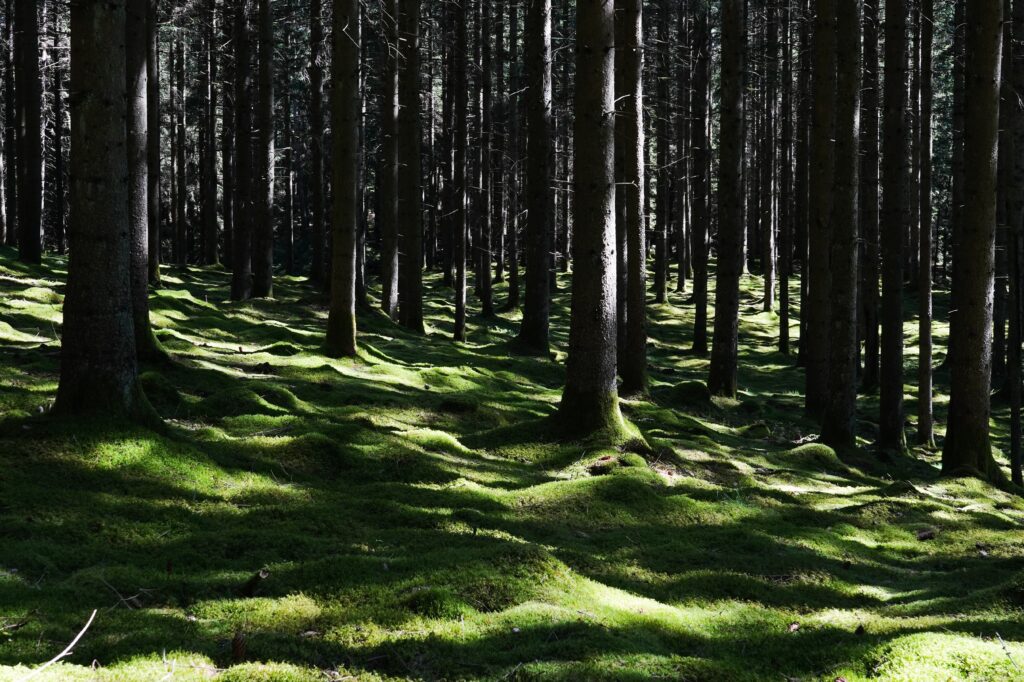 A walk in the woods. Strolling through a Swedish forest on a summer day – a perfect backdrop for stories about travel, nature, climate, weather, summer, and adventures in Scandinavia. Swedish summer.