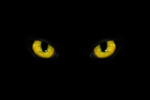 Golden cat eyes visible in darkness. Halloween vibe