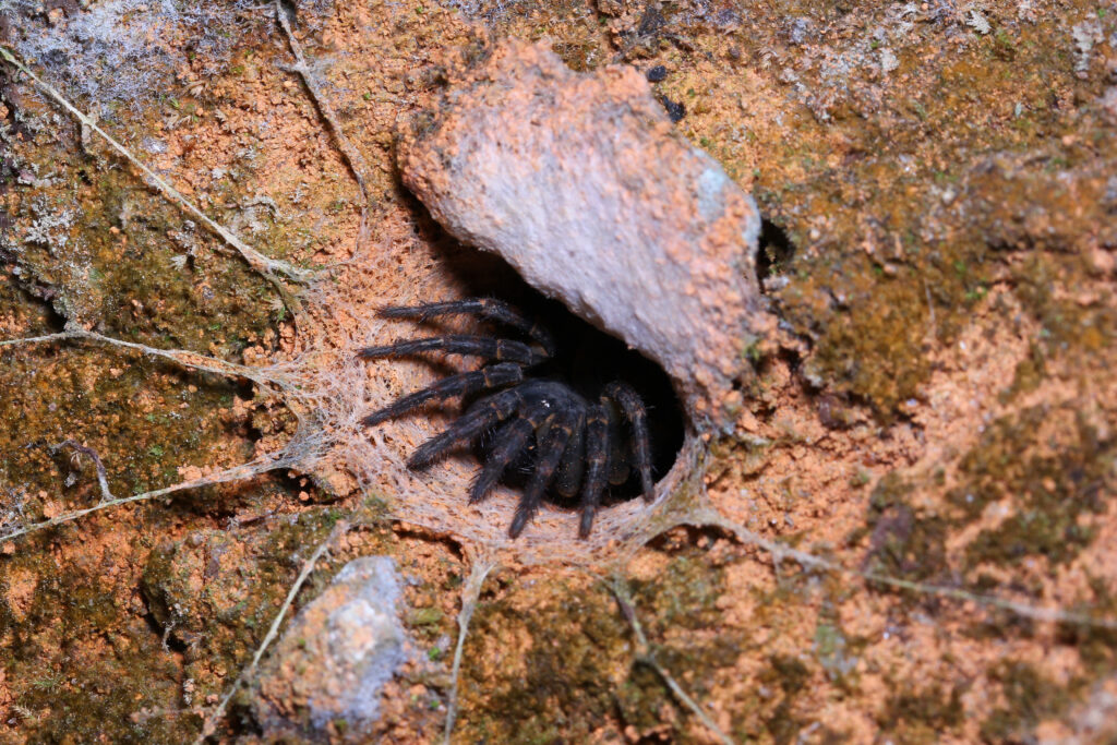 Trapdoor spider in habitat.