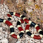False Coral Snakes (continued)