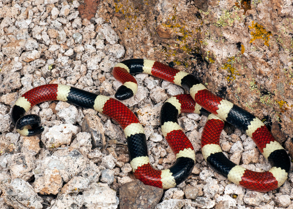 False Coral Snakes (continued)