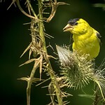 2. The State Bird Is the Eastern Goldfinch