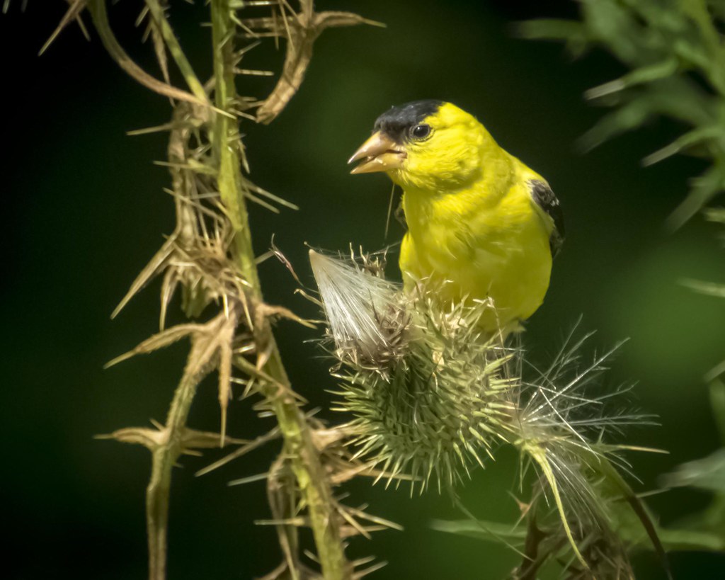 2. The State Bird Is the Eastern Goldfinch