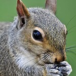 A Taxidermy Squirrel in a Carry-On