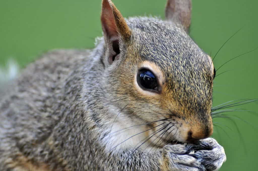 A Taxidermy Squirrel in a Carry-On