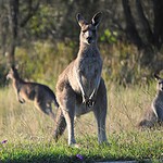 Kangaroo (continued)