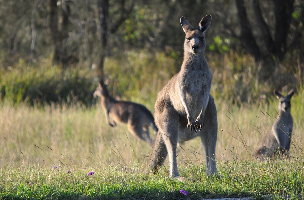 Kangaroo (continued)