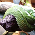 Live Snakes Hidden in a Traveler's Clothing
