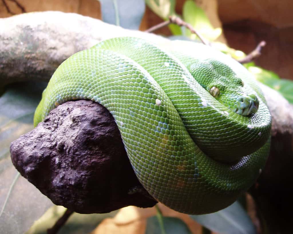 Live Snakes Hidden in a Traveler's Clothing