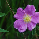 12. The State Flower Is the Prairie Rose